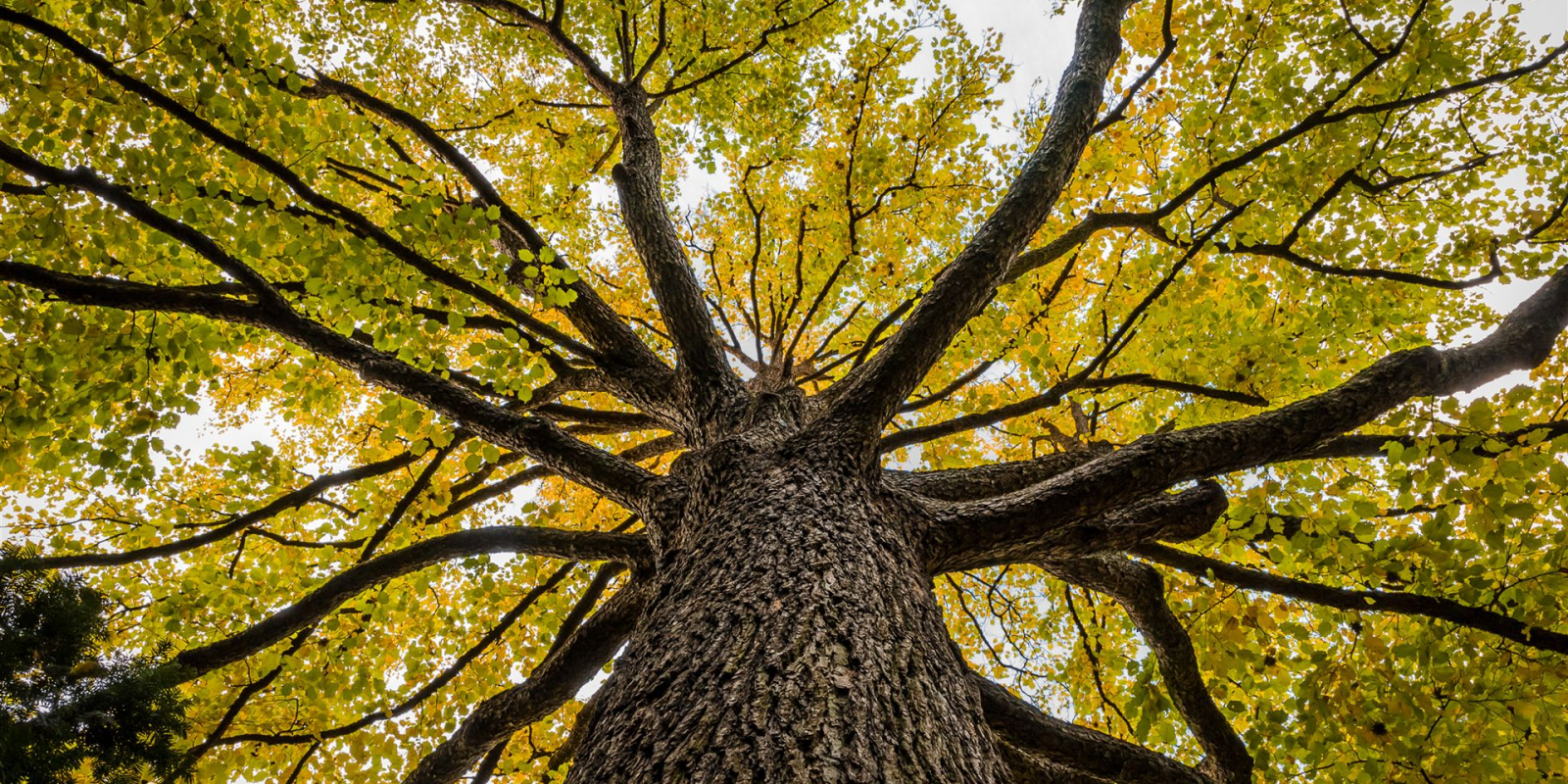 Baumbestattung & Tree of Life