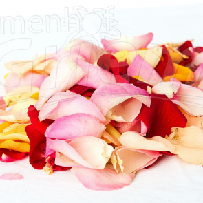 Rosenblätter bunt